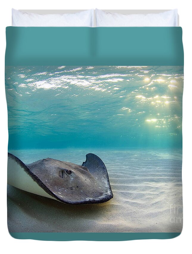 Stingray Duvet Cover featuring the photograph A Southern Stingray by Alex Mustard