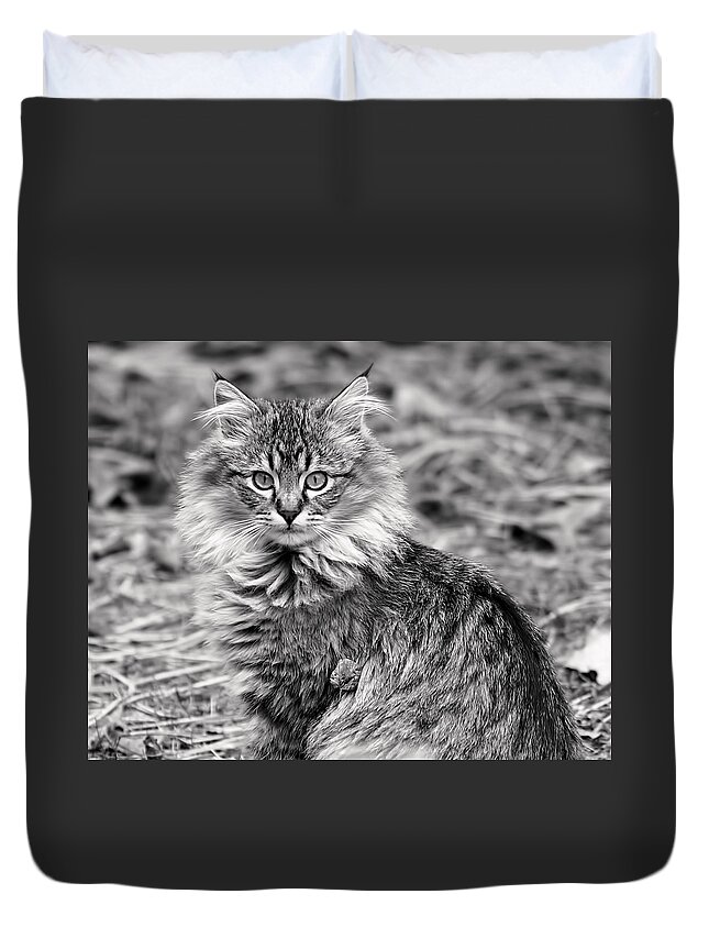 Cat Duvet Cover featuring the photograph A Young Maine Coon by Rona Black