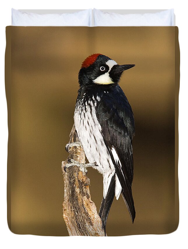 Feb0514 Duvet Cover featuring the photograph Acorn Woodpecker Female Arizona by Tom Vezo