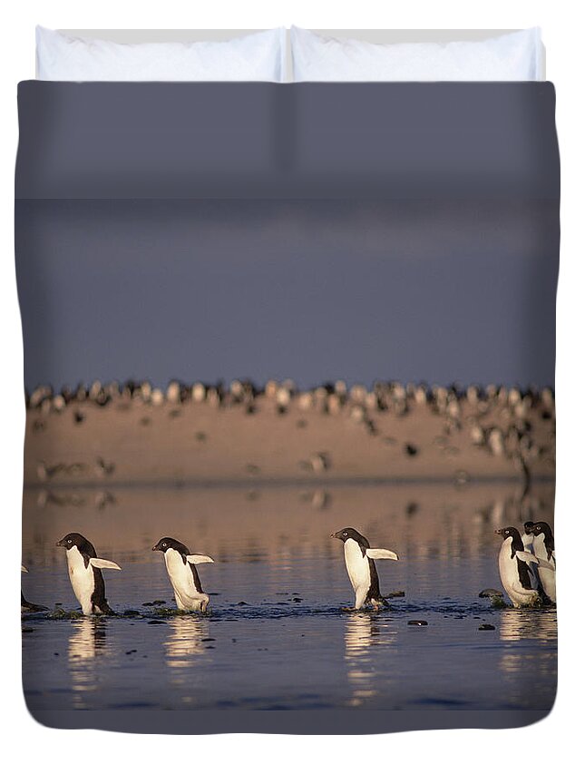 Feb0514 Duvet Cover featuring the photograph Adelie Penguin Group Commuting Cape by Tui De Roy