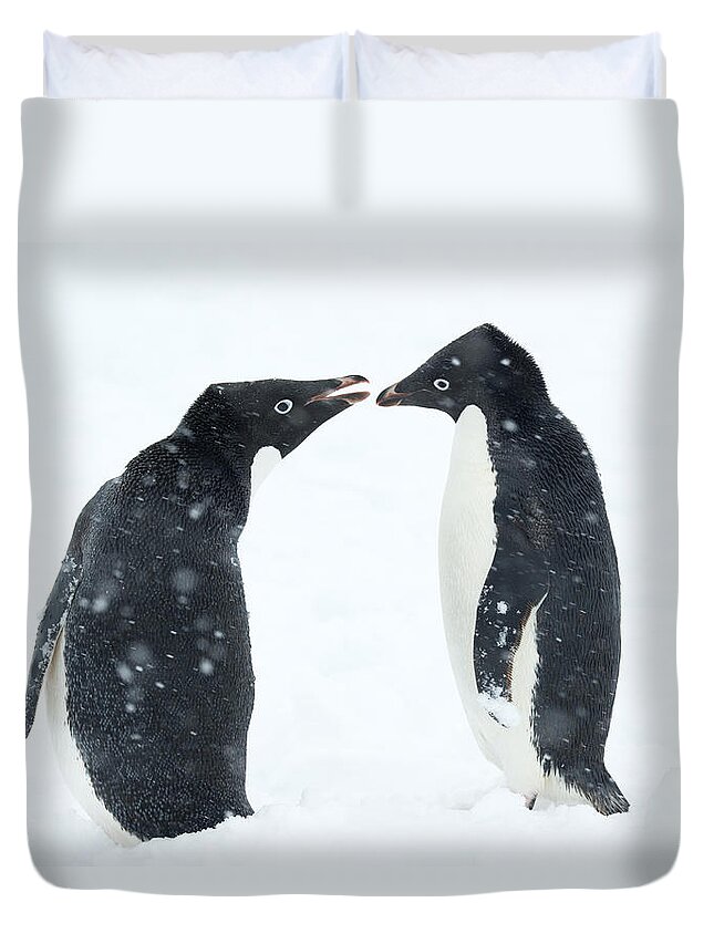 534750 Duvet Cover featuring the photograph Adelie Penguin Pair Antarctic Peninsula by Kevin Schafer