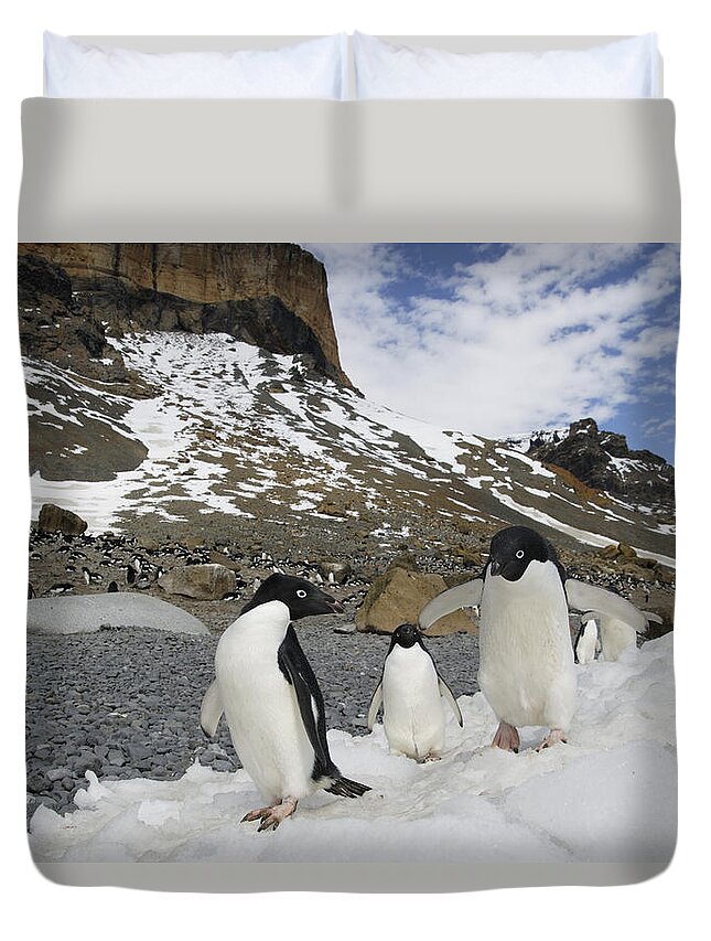 Feb0514 Duvet Cover featuring the photograph Adelie Penguin Trio Walking Antarctica by Hiroya Minakuchi