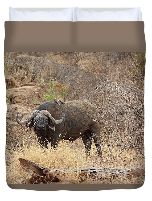 Horned Duvet Cover featuring the photograph African Buffalo,tsavo National Park by Vincenzo Lombardo