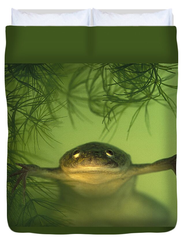 Feb0514 Duvet Cover featuring the photograph African Clawed Frog by Heidi & Hans-Juergen Koch
