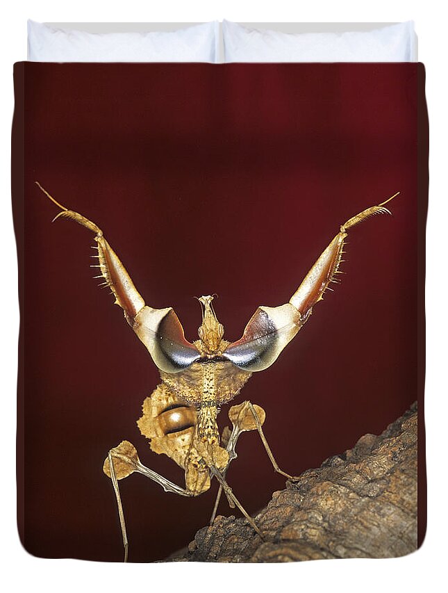 Mantis Duvet Cover featuring the photograph African Devil Mantis by Francesco Tomasinelli