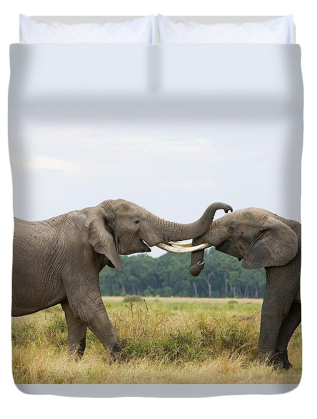 00784026 Duvet Cover featuring the photograph African Elephant Bulls Fighting by Suzi Eszterhas