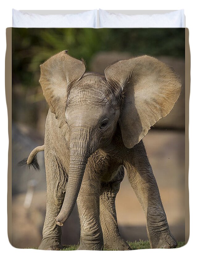 Feb0514 Duvet Cover featuring the photograph African Elephant Calf Displaying by San Diego Zoo