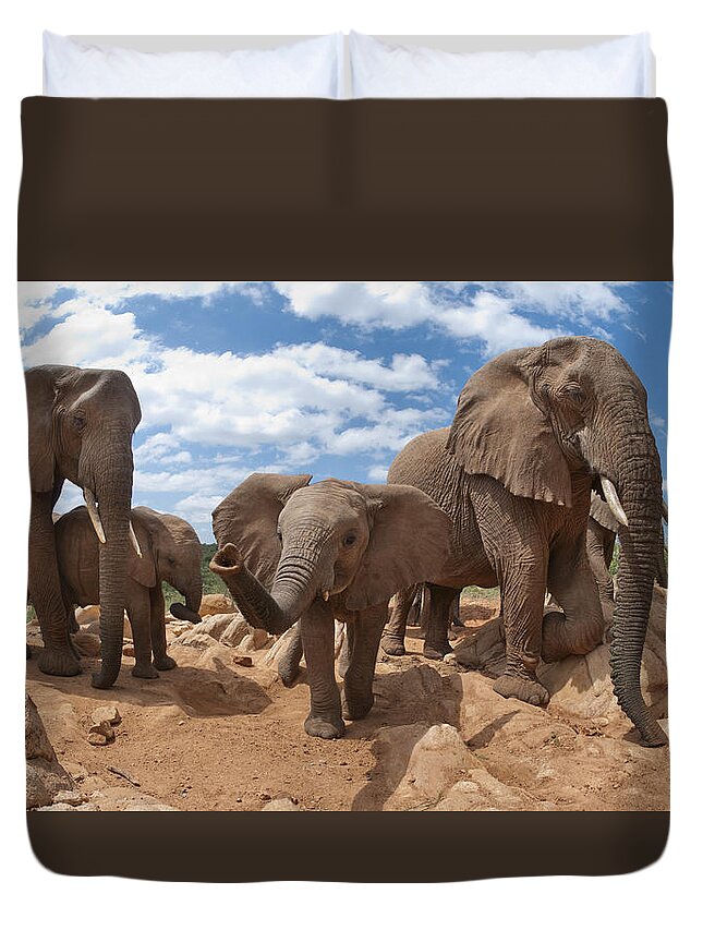 Feb0514 Duvet Cover featuring the photograph African Elephant Herd Kenya by Tui De Roy