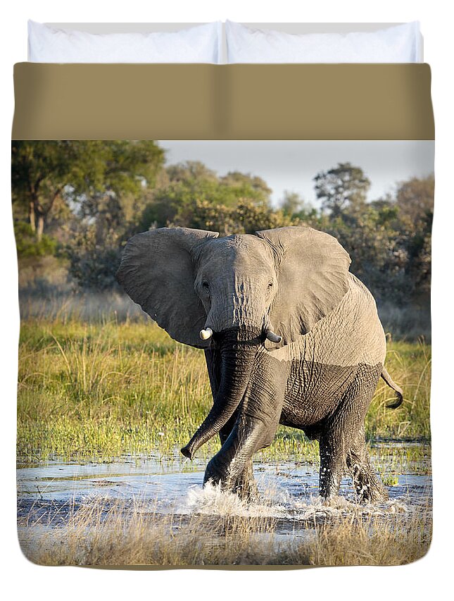 African Elephant Duvet Cover featuring the photograph African Elephant mock-charging by Liz Leyden