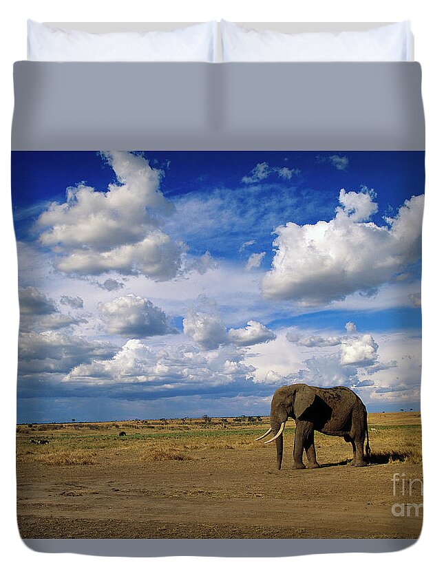 00344759 Duvet Cover featuring the photograph African Elephant Walking in Masai Mara by Yva Momatiuk John Eastcott