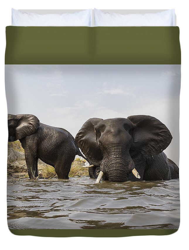 Vincent Grafhorst Duvet Cover featuring the photograph African Elephants In The Chobe River by Vincent Grafhorst