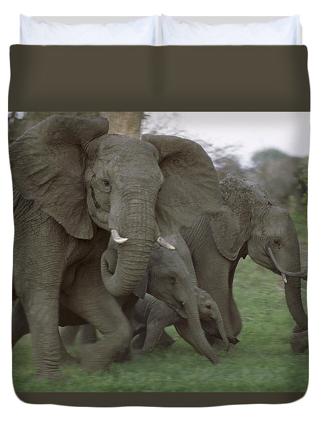 Feb0514 Duvet Cover featuring the photograph African Elephants Linyanti Swamp by Gerry Ellis