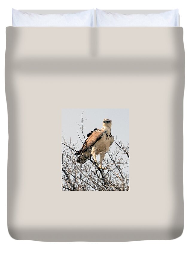 Raptor Duvet Cover featuring the photograph African Hawk Eagle by Tom Wurl