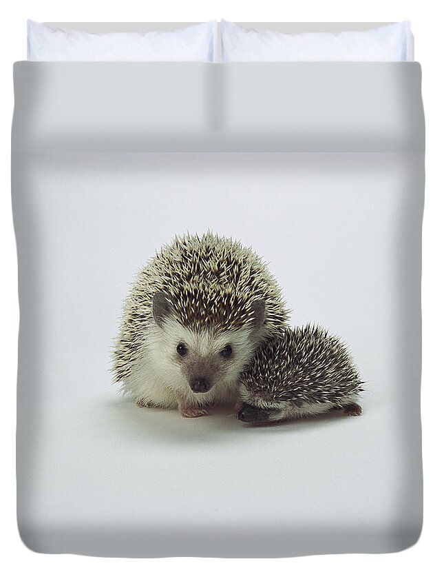 Feb0514 Duvet Cover featuring the photograph African Hedgehog Mother And Baby by San Diego Zoo