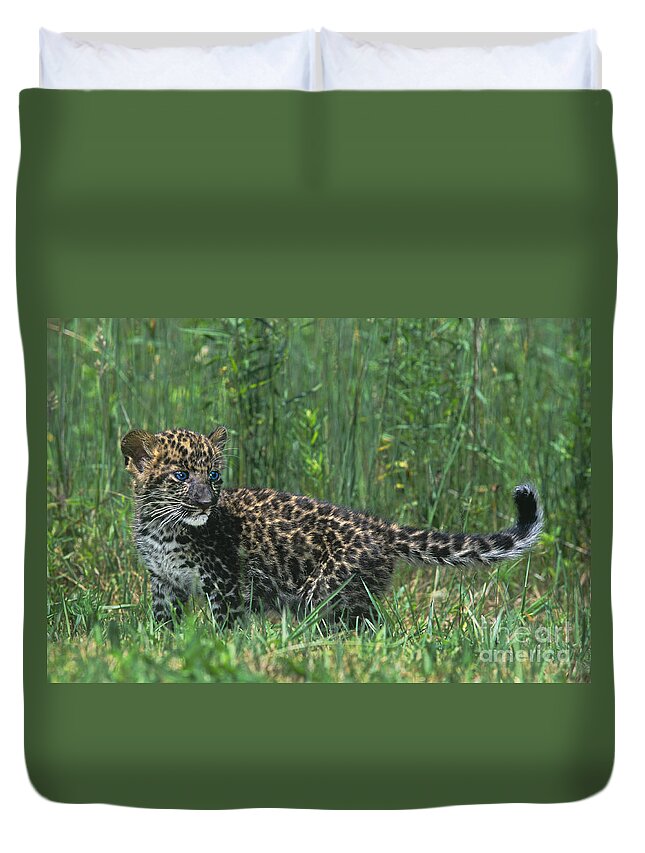 Africa Duvet Cover featuring the photograph African Leopard Cub in Tall Grass Endangered Species by Dave Welling