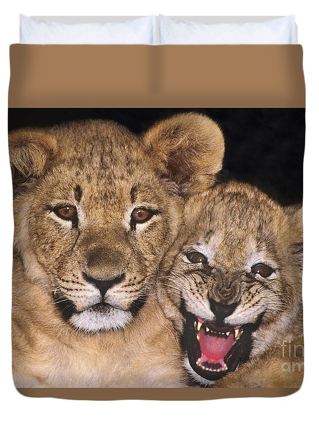 African Lions Duvet Cover featuring the photograph African Lion Cubs One Aint Happy Wldlife Rescue by Dave Welling