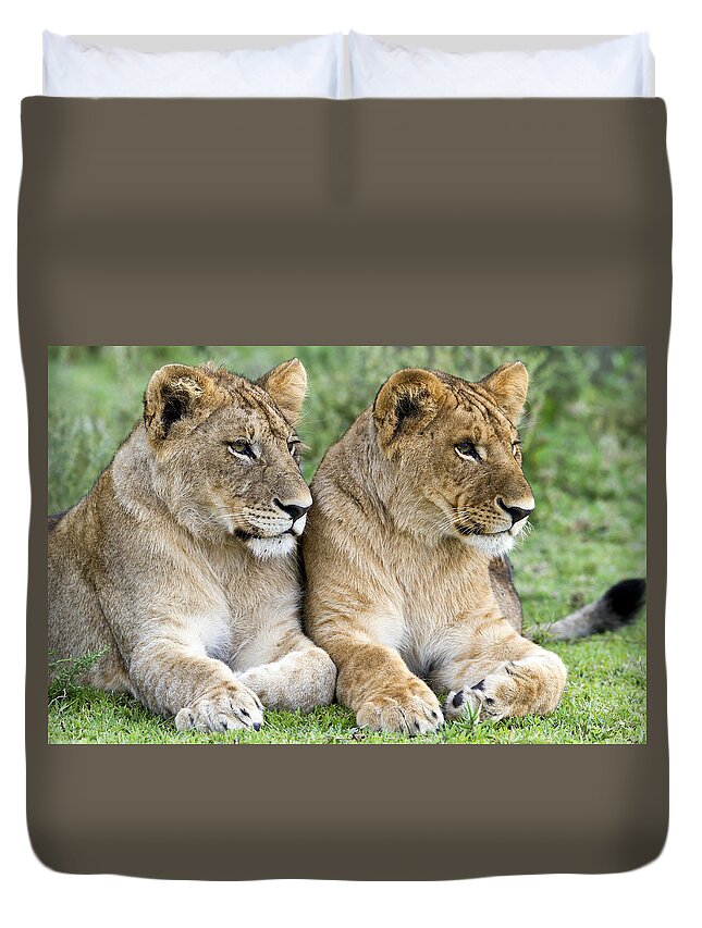 Nis Duvet Cover featuring the photograph African Lion Juveniles Serengeti Np by Erik Joosten