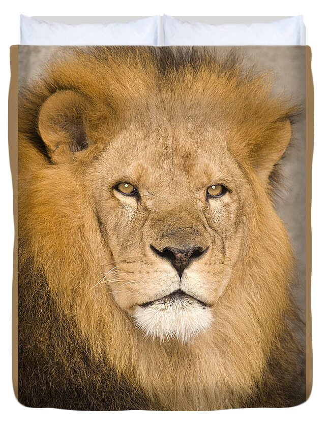 535768 Duvet Cover featuring the photograph African Lion by Steve Gettle