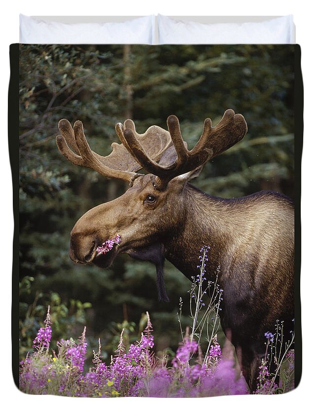 Feb0514 Duvet Cover featuring the photograph Alaska Moose Feeding On Fireweed Alaska by Michael Quinton
