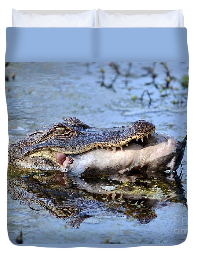Alligator Duvet Cover featuring the photograph Alligator Catches Catfish by Kathy Baccari