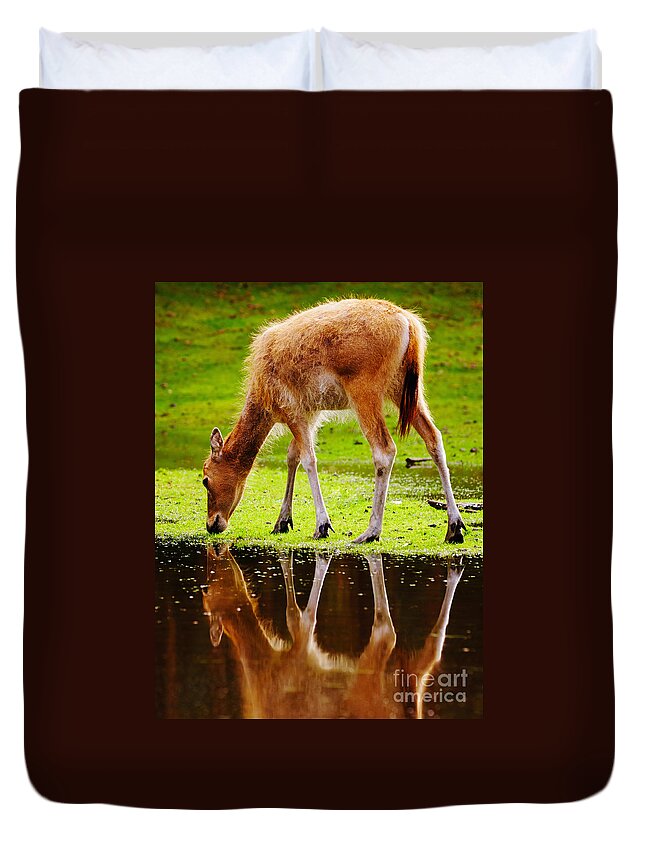 Grazing Duvet Cover featuring the photograph Along the water grazing Pere David's deer by Nick Biemans