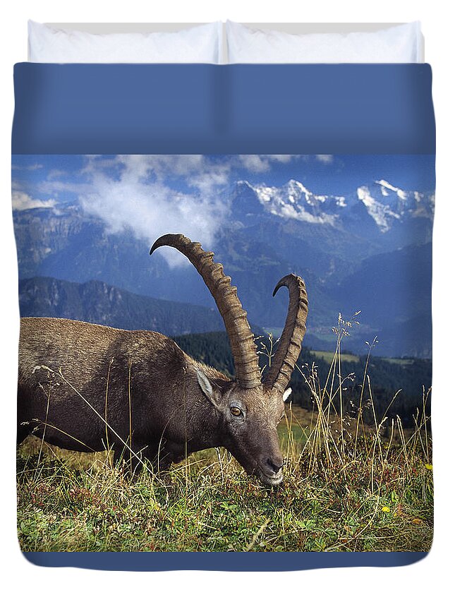 00192904 Duvet Cover featuring the photograph Alpin Ibex Male Grazing by Konrad Wothe