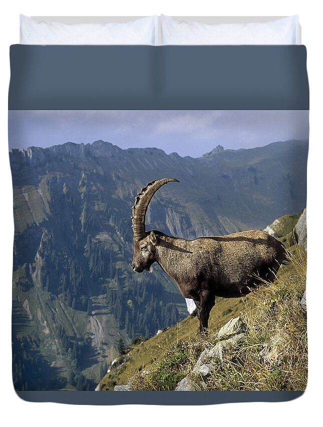 Feb0514 Duvet Cover featuring the photograph Alpine Ibex Male In Swiss Alps by Konrad Wothe