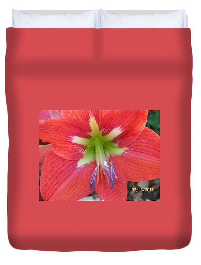Amarylis With Red And Yellow Center. Duvet Cover featuring the photograph Amarylis by Belinda Lee