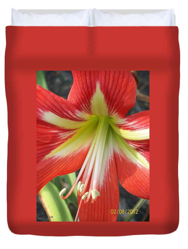  Duvet Cover featuring the photograph Amarylis Full Bloom by Belinda Lee