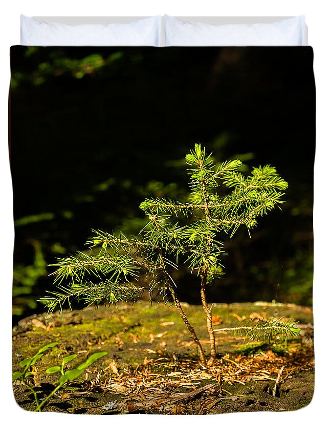 Tree Duvet Cover featuring the photograph Ambitious Spruce by Andreas Berthold