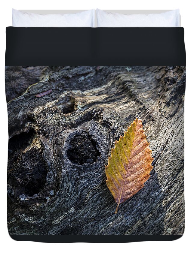 Andrew Pacheco Duvet Cover featuring the photograph American Beech Leaf by Andrew Pacheco