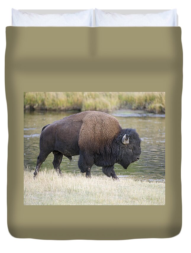 American Duvet Cover featuring the photograph American Bison on the Madison River by Gary Langley