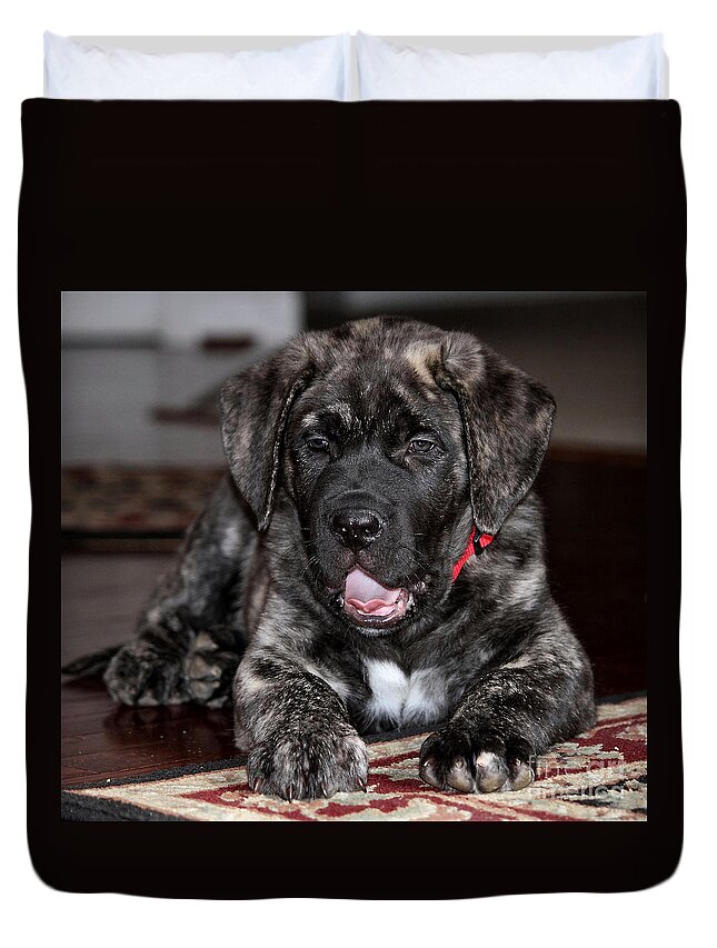 Puppy Duvet Cover featuring the photograph American Mastiff Puppy by Luv Photography