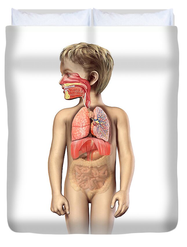 Anatomy Duvet Cover featuring the digital art Anatomy Of A Childs Full Respiratory by Leonello Calvetti