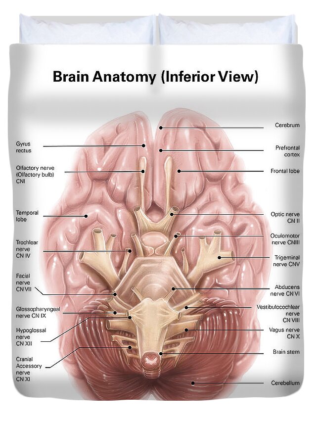 Inferior Anatomy - Anatomy Drawing Diagram