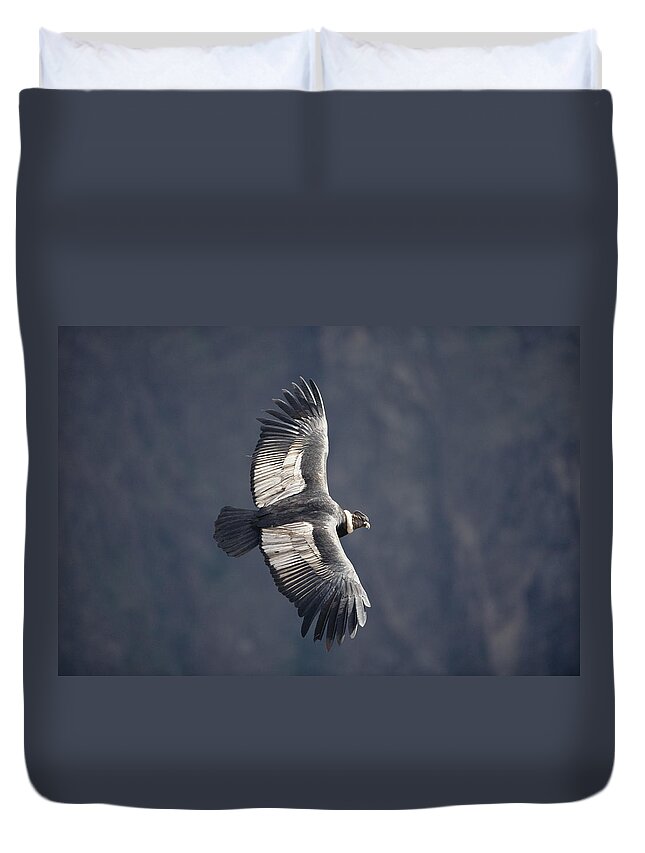 Feb0514 Duvet Cover featuring the photograph Andean Condor Riding Thermal Updraft by Tui De Roy