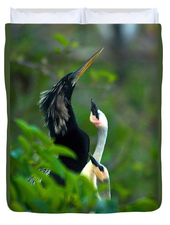 Animal Duvet Cover featuring the photograph Anhinga Adult With Chicks by Mark Newman