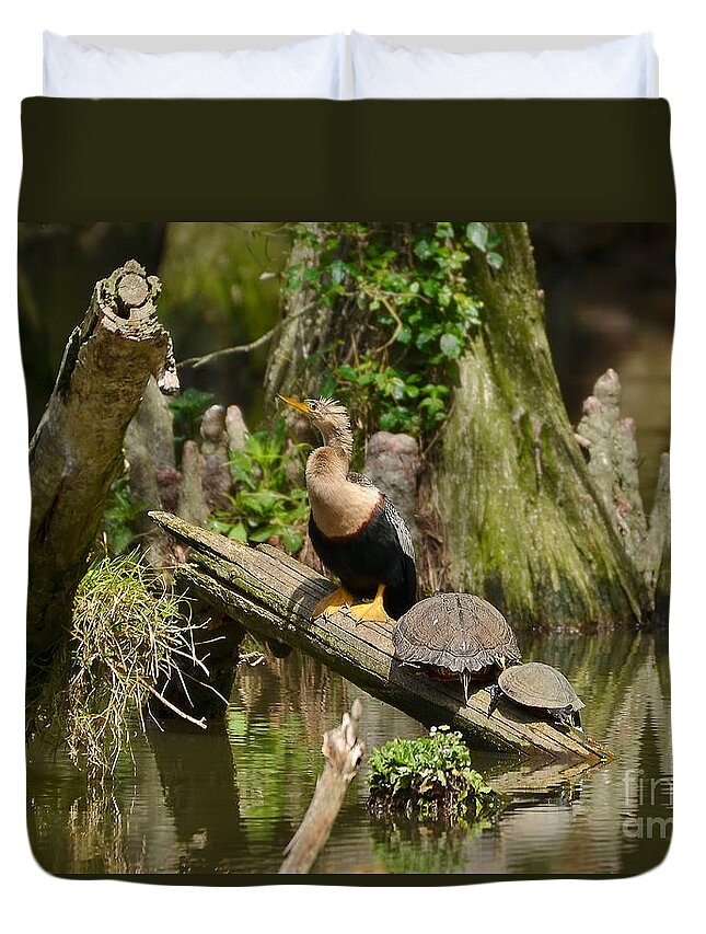 Birds Duvet Cover featuring the photograph Anhinga And Turtles In The Swamp by Kathy Baccari