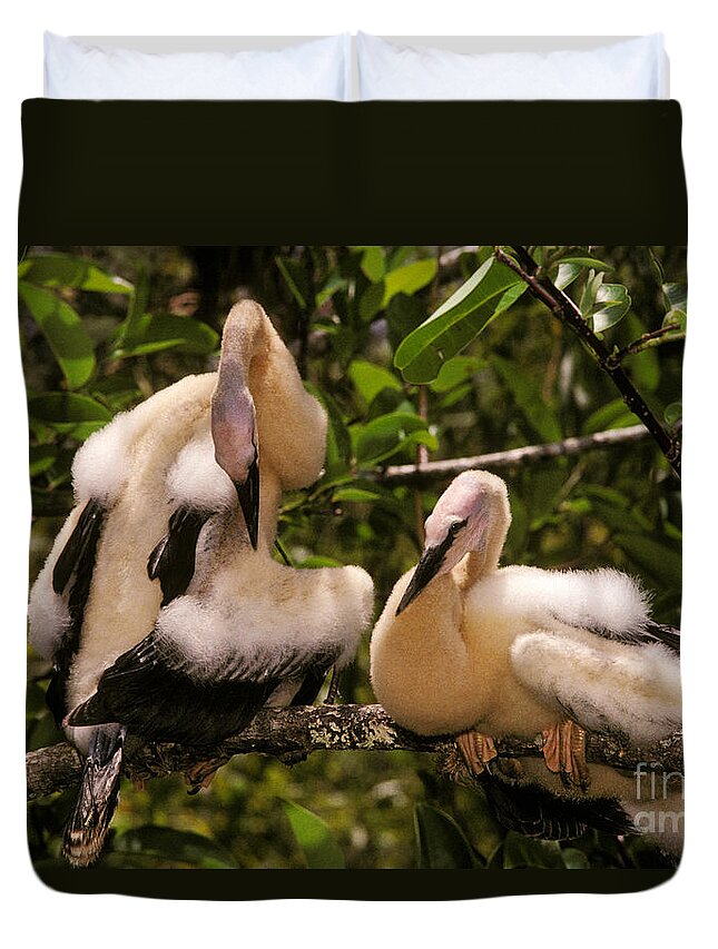 Animal Duvet Cover featuring the photograph Anhinga Chicks by Ron Sanford