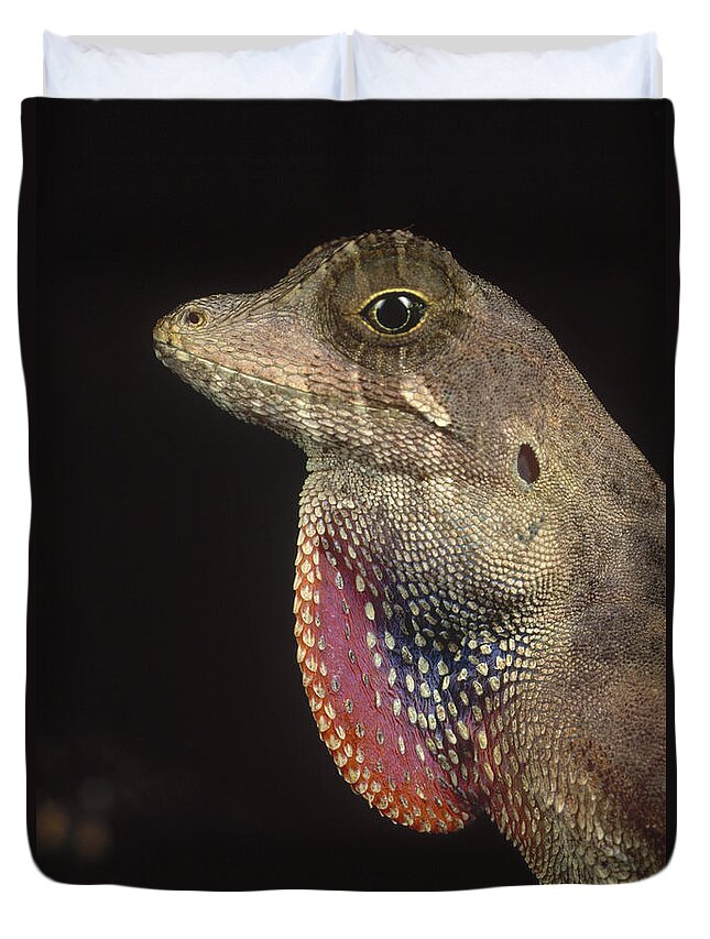 Feb0514 Duvet Cover featuring the photograph Anolis Lizard Portrait Peru by Mark Moffett