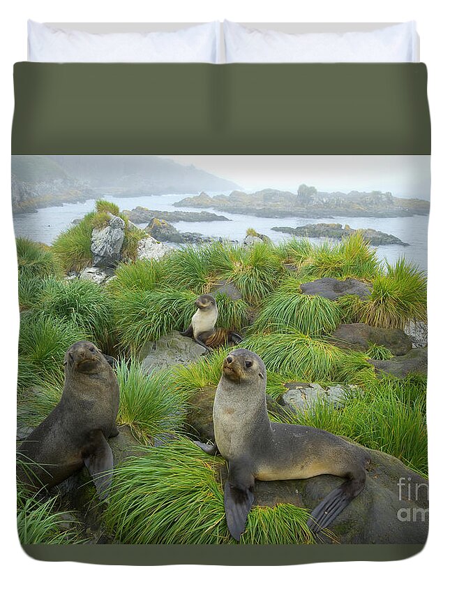 00345376 Duvet Cover featuring the photograph Three Antarctic Fur Seals by Yva Momatiuk John Eastcott