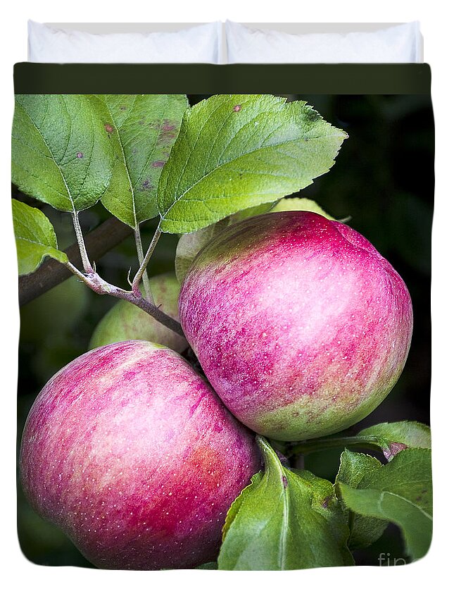 Apples Duvet Cover featuring the photograph 2 Apples on Tree by Steven Ralser