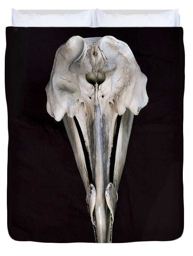 534254 Duvet Cover featuring the photograph Arch-beaked Whale Skull by Hiroya Minakuchi