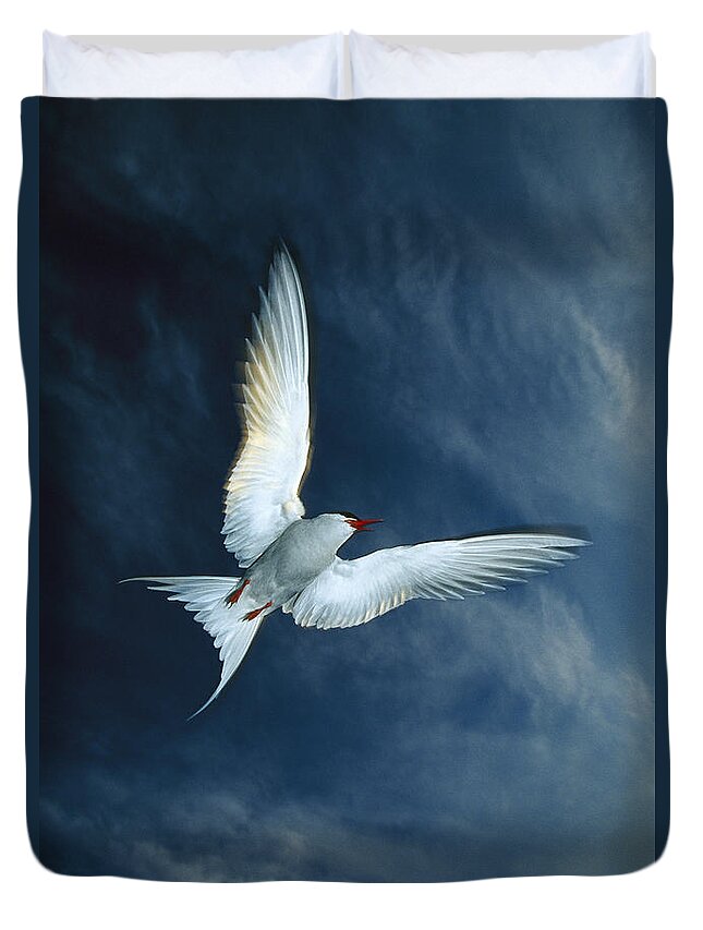 Feb0514 Duvet Cover featuring the photograph Arctic Tern Flying Alaska by Michael Quinton