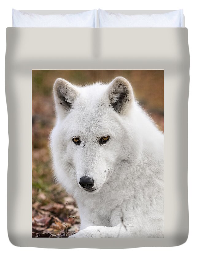 British Columbian Wolfs Duvet Cover featuring the photograph Arctic wolf by Eduard Moldoveanu