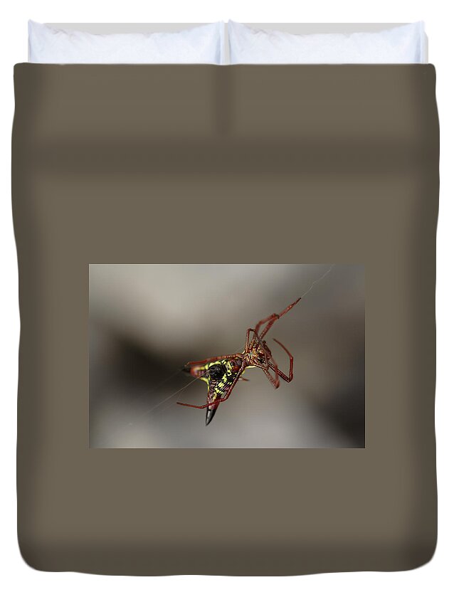 Arrow-shaped Micrathena Spider Starting A Web Duvet Cover featuring the photograph Arrow-Shaped Micrathena Spider Starting A Web by Daniel Reed