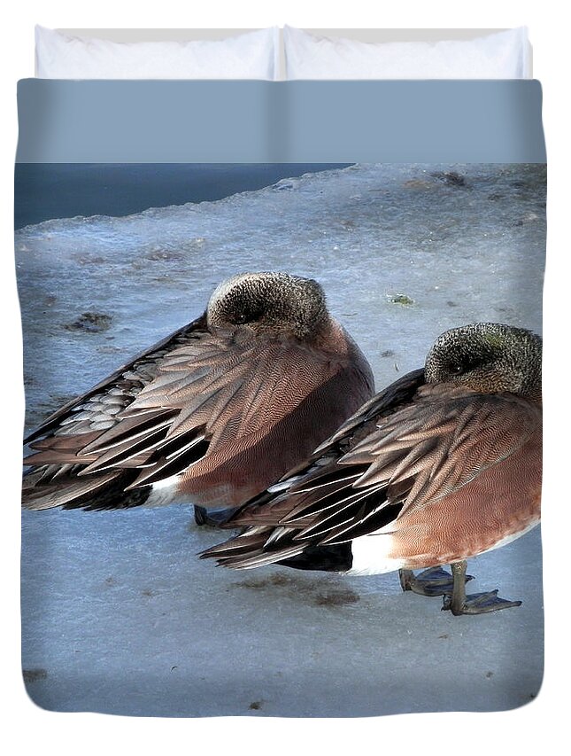 American Wigeon Duvet Cover featuring the photograph As Long as We Are Together by Zinvolle Art
