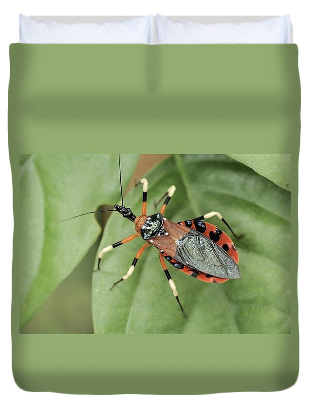 Wildlife Duvet Cover featuring the photograph Assassin Bug Eulyes Sp by Fletcher & Baylis