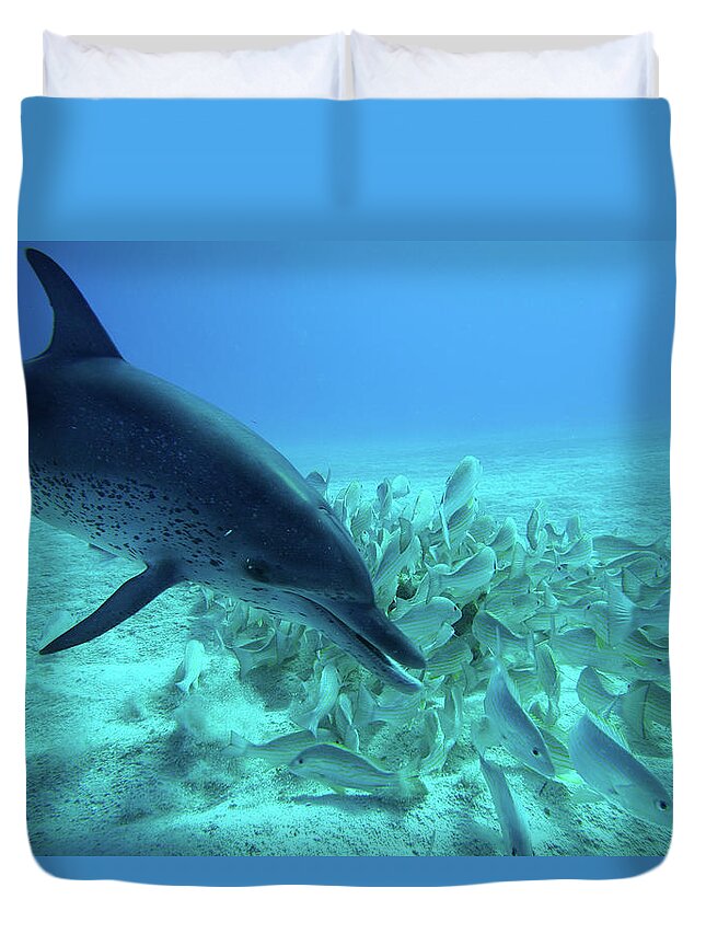 00270195 Duvet Cover featuring the photograph Atlantic Spotted Dolphin Feeding by Hiroya Minakuchi