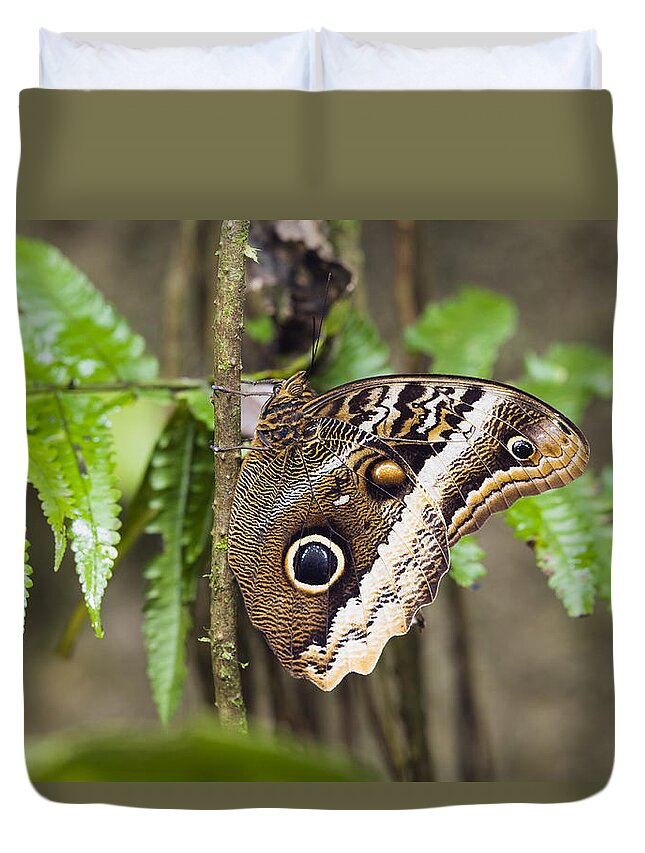 Feb0514 Duvet Cover featuring the photograph Atreus Owl Portrait Costa Rica by Konrad Wothe